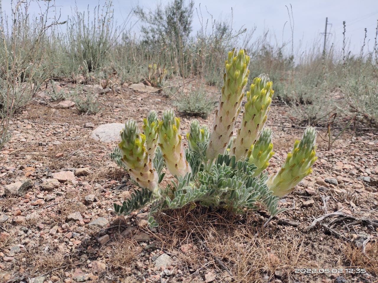 Изображение особи Astragalus cyrtobasis.