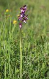 Anacamptis subspecies caucasica