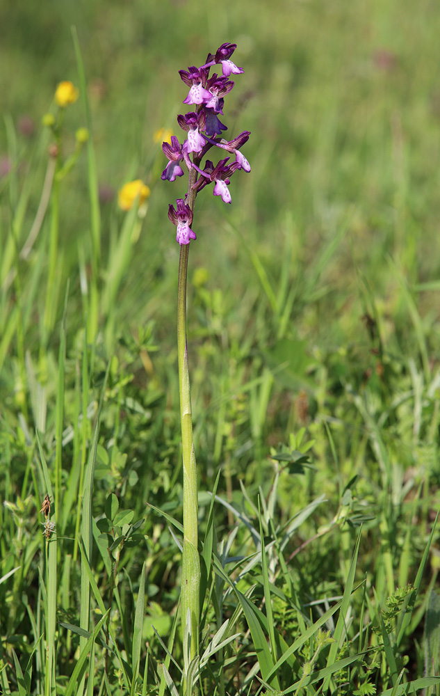 Image of Anacamptis morio ssp. caucasica specimen.