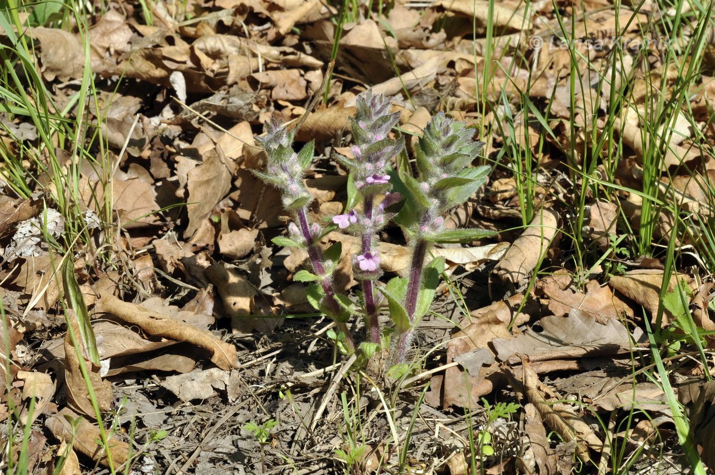 Image of Ajuga multiflora specimen.