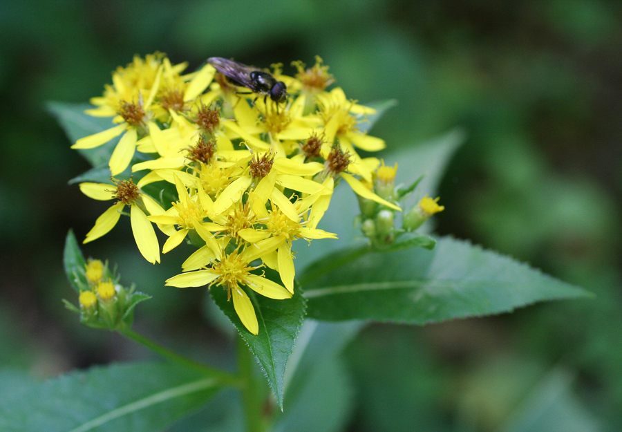 Изображение особи Senecio propinquus.