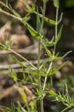 Gypsophila paniculata. Часть веточки. Ростовская обл., Тарасовский р-н, гора Городище, песчаная степь. 11.06.2022.