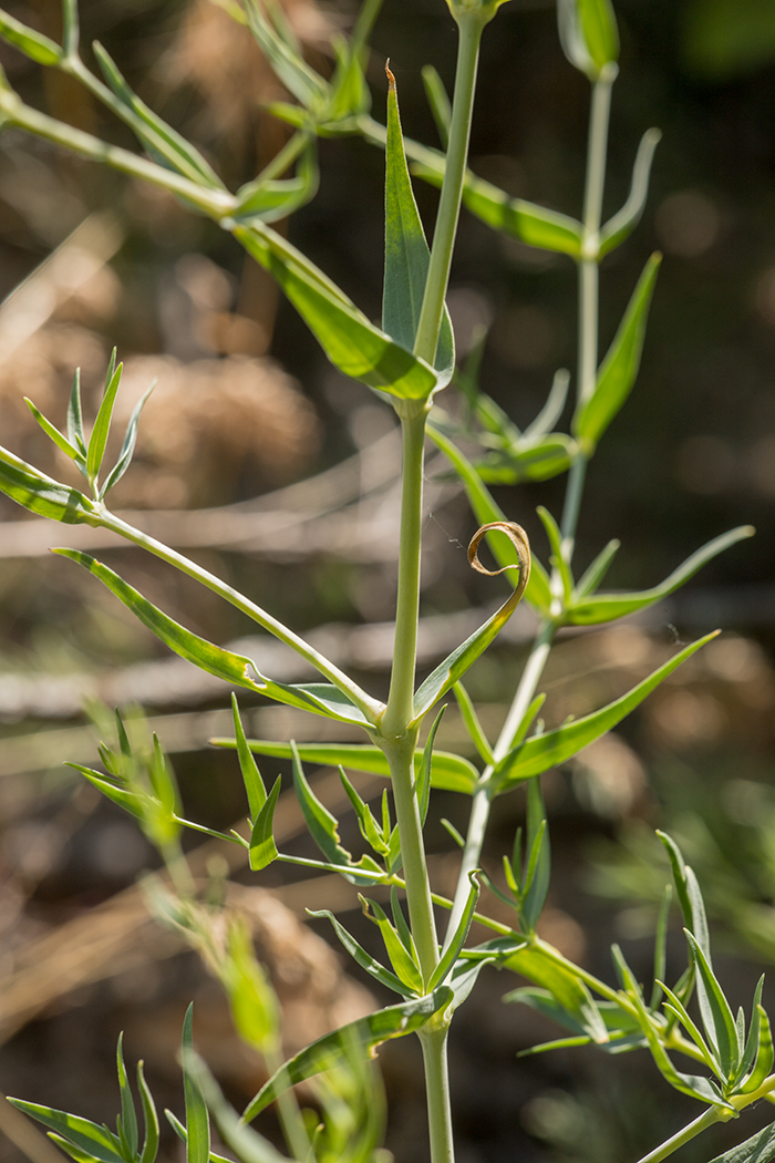 Image of Gypsophila paniculata specimen.