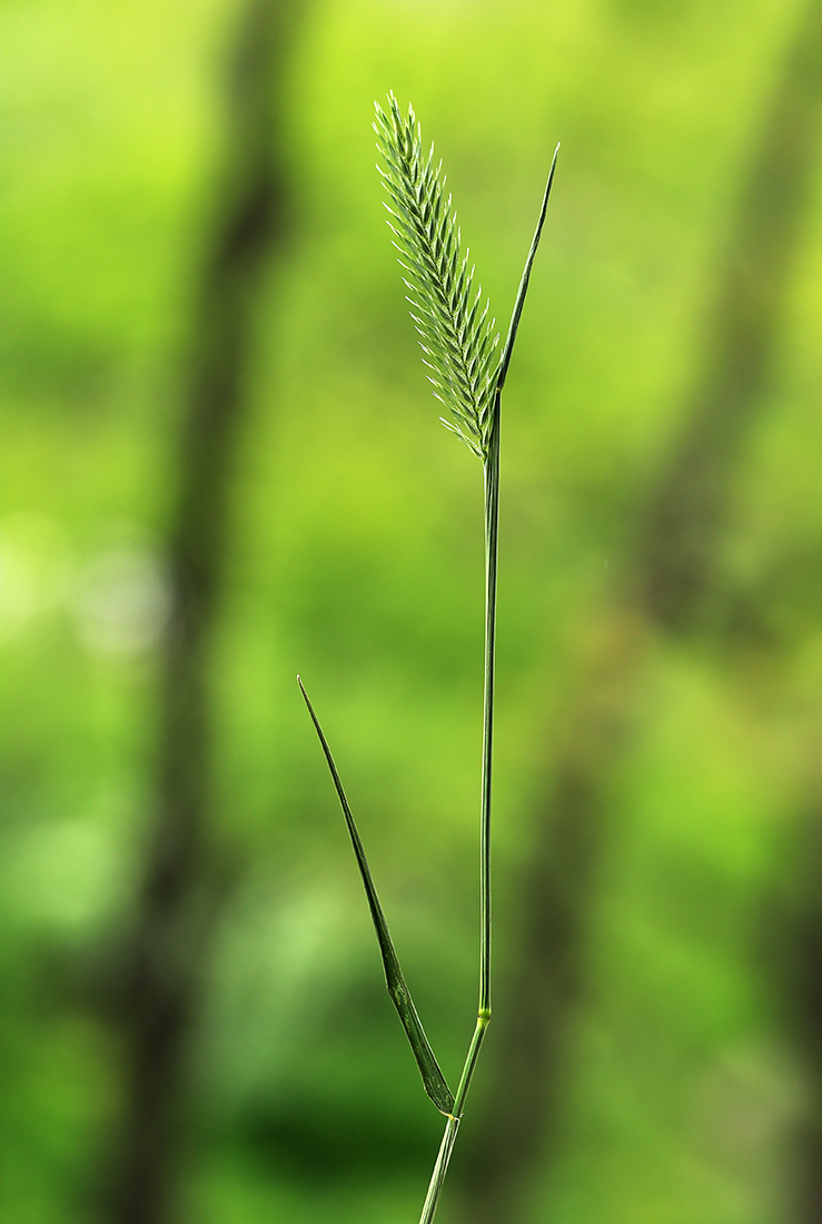 Изображение особи Agropyron pectinatum.