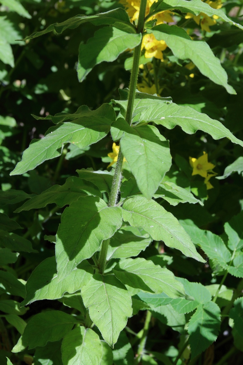 Изображение особи Lysimachia punctata.