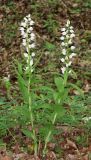 Cephalanthera longifolia