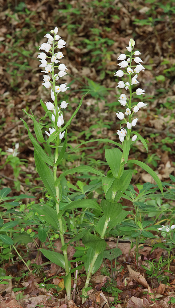 Image of Cephalanthera longifolia specimen.