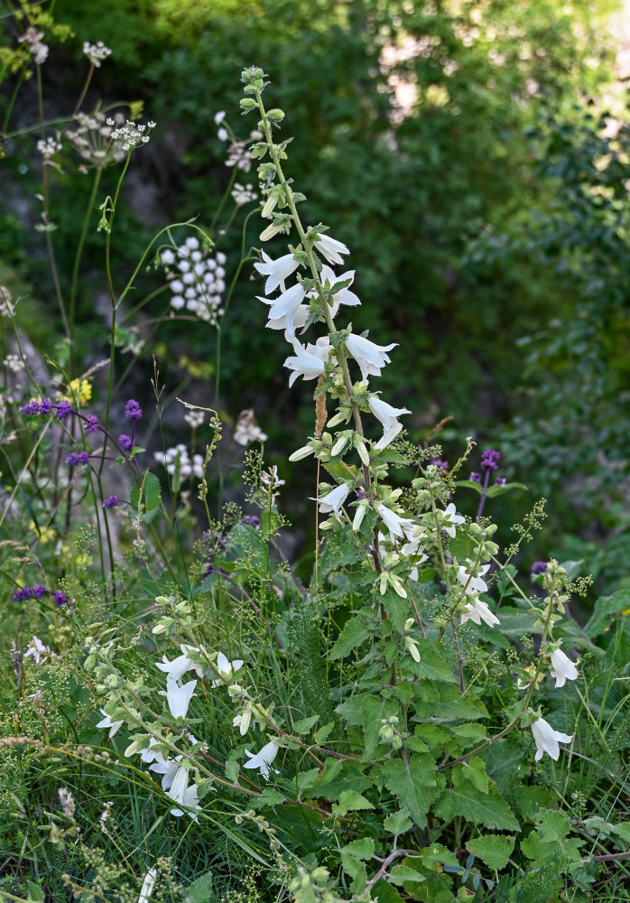 Image of Campanula alliariifolia specimen.