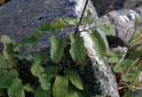 Sanguisorba stipulata