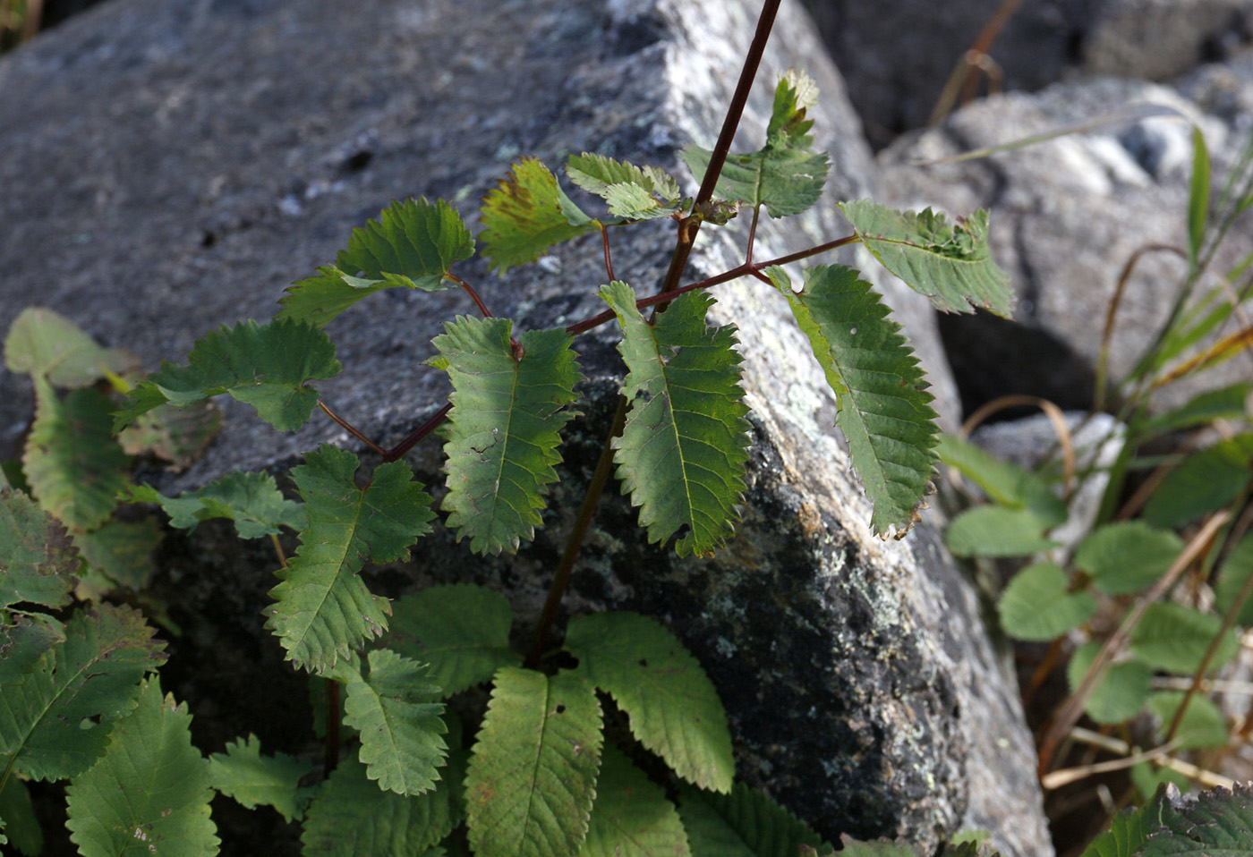 Image of Sanguisorba stipulata specimen.