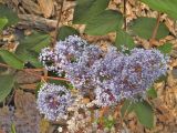 Ceanothus × delileanus