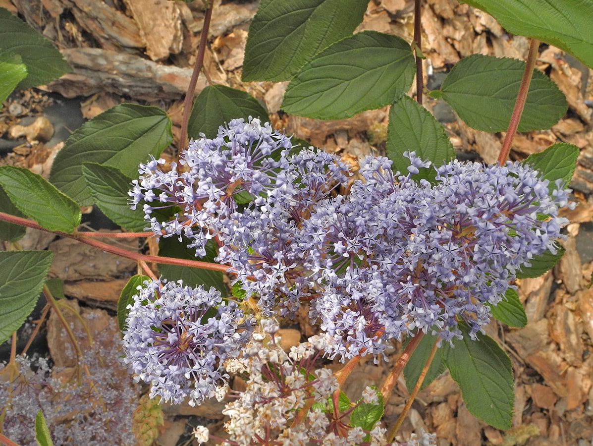 Изображение особи Ceanothus &times; delileanus.