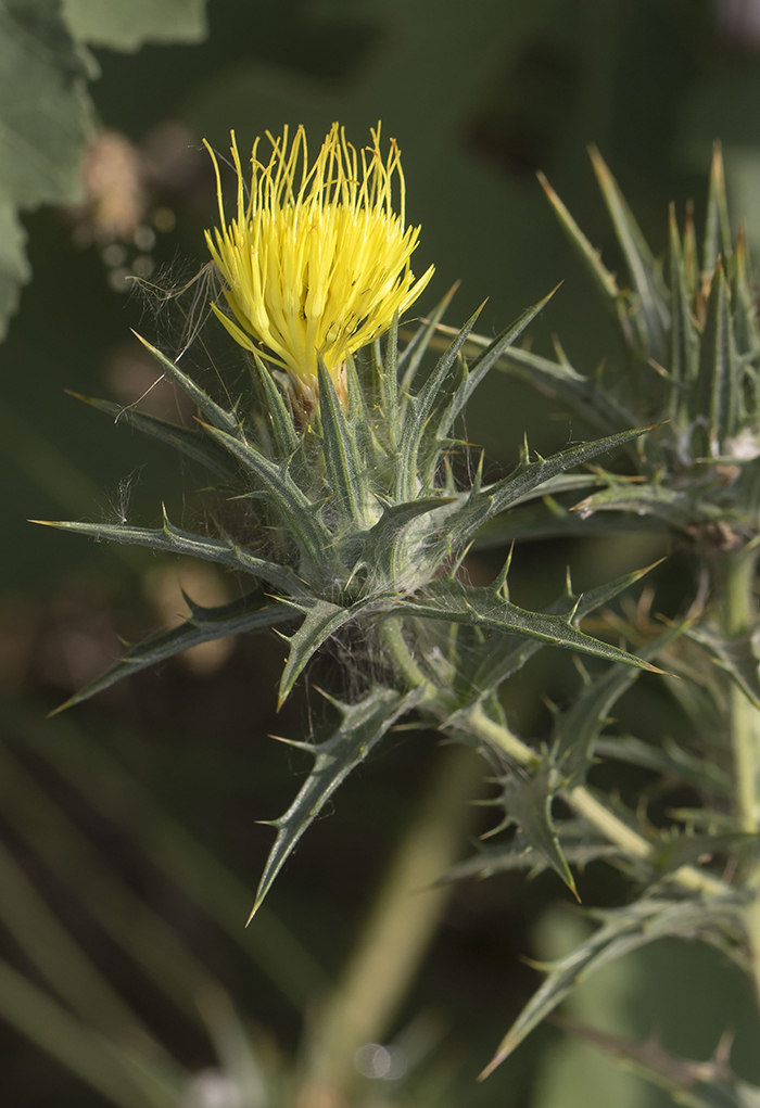 Изображение особи Carthamus lanatus.