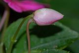 Impatiens walleriana