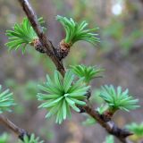 Larix sukaczewii