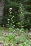 Centaurea jacea