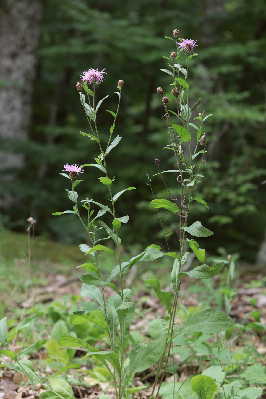 Image of Centaurea jacea specimen.