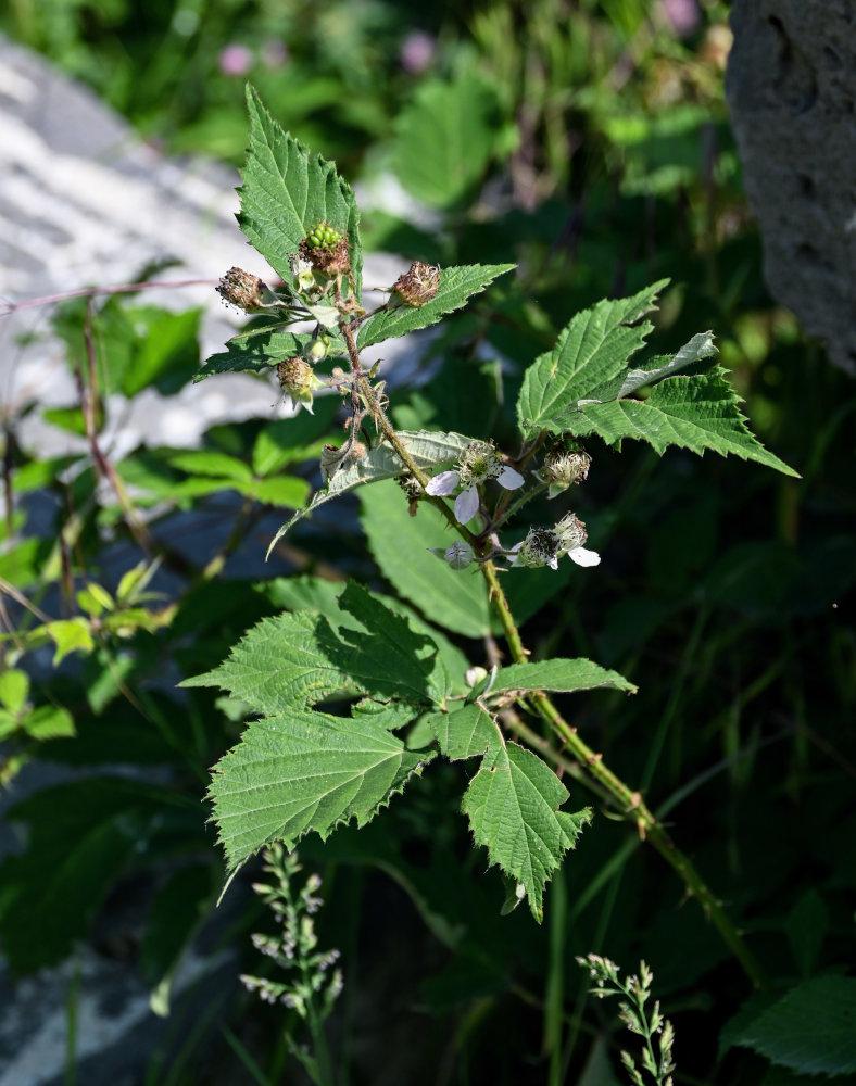 Изображение особи род Rubus.