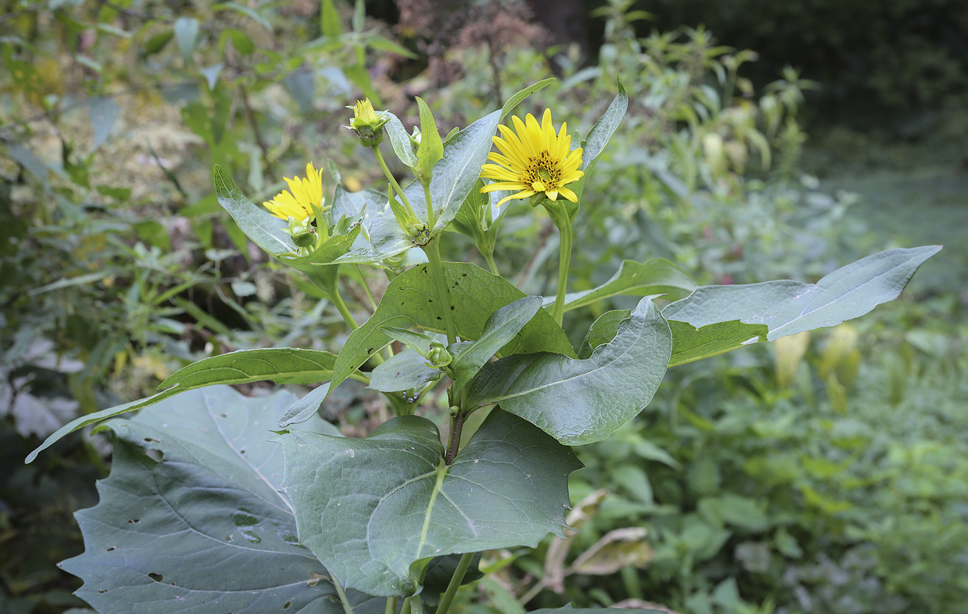 Image of Silphium perfoliatum specimen.