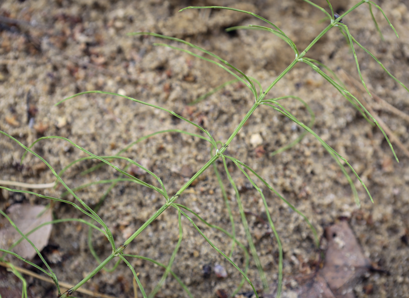 Изображение особи Equisetum arvense.