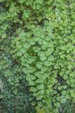 Adiantum capillus-veneris