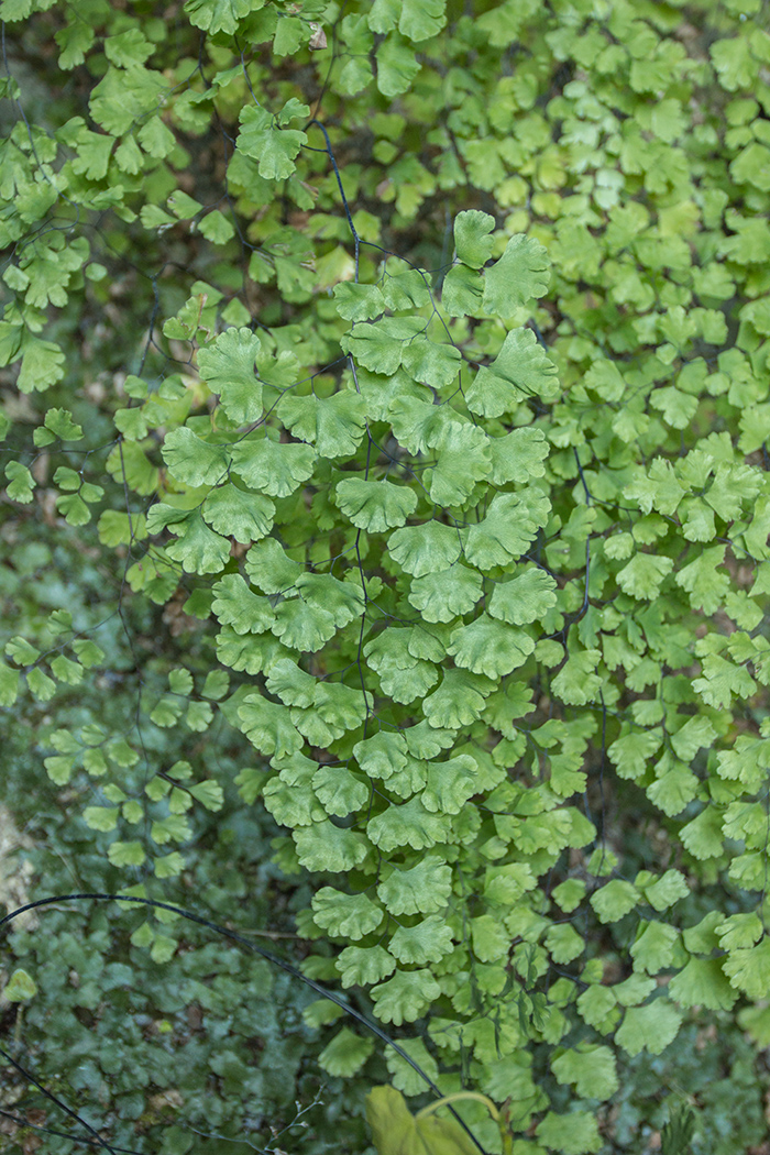 Изображение особи Adiantum capillus-veneris.