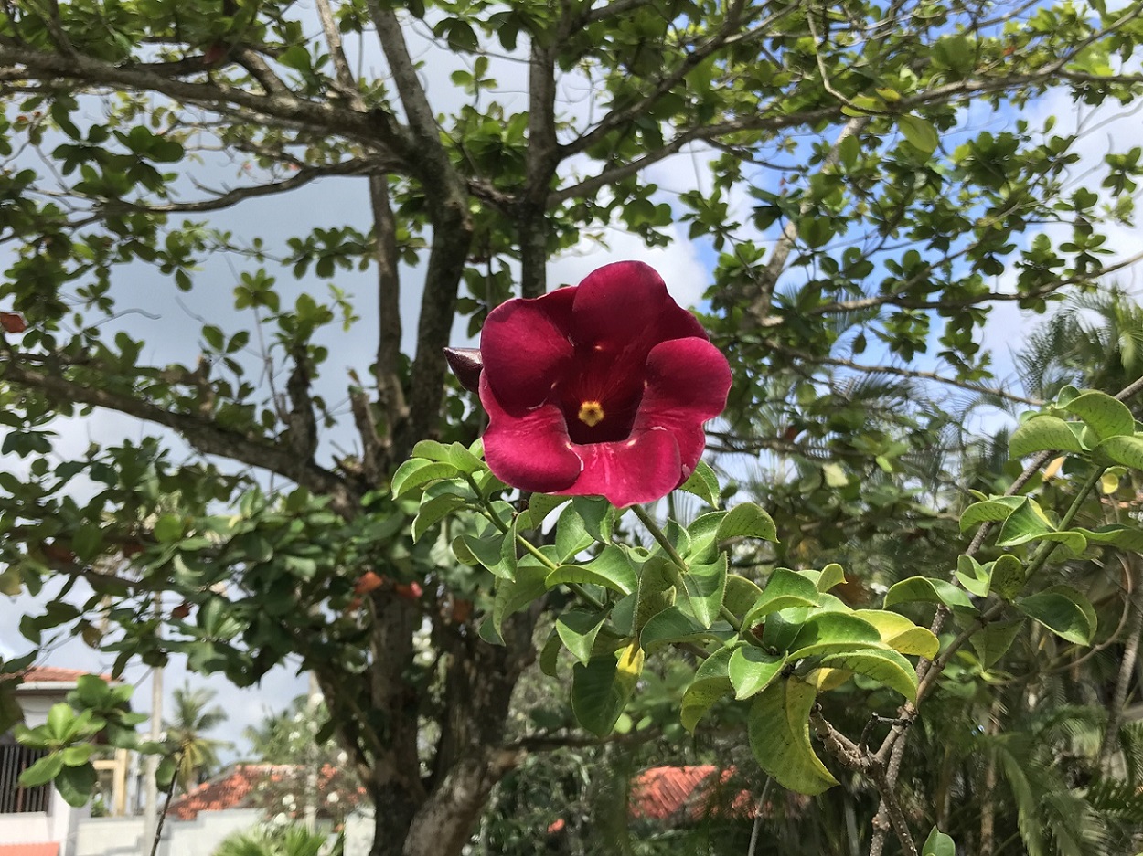 Изображение особи Allamanda blanchetii.