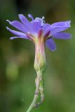 Lactuca tatarica