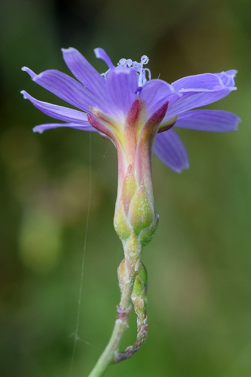 Изображение особи Lactuca tatarica.