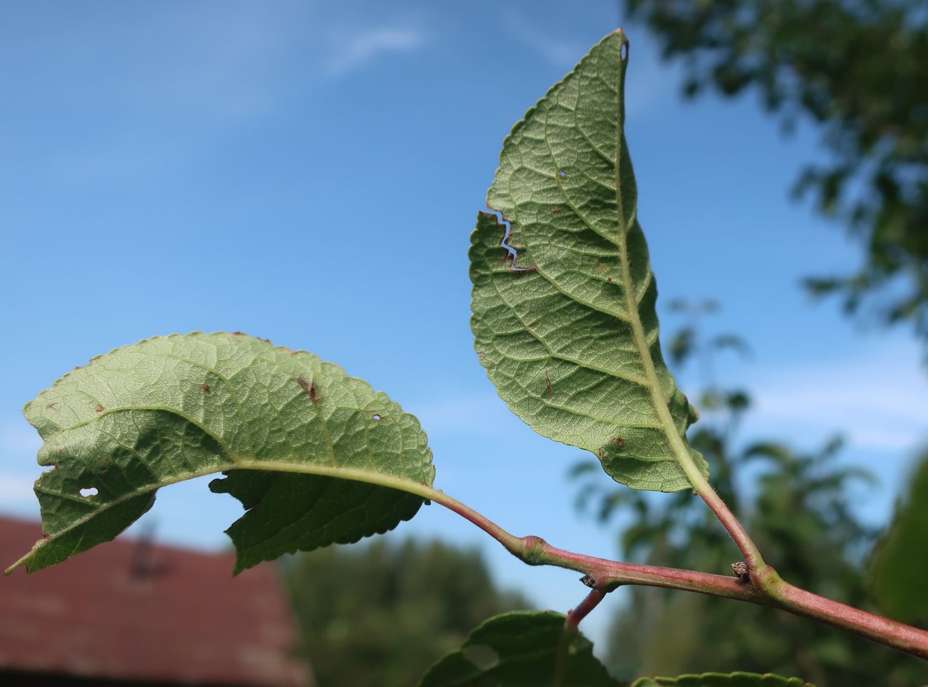 Image of Prunus domestica specimen.