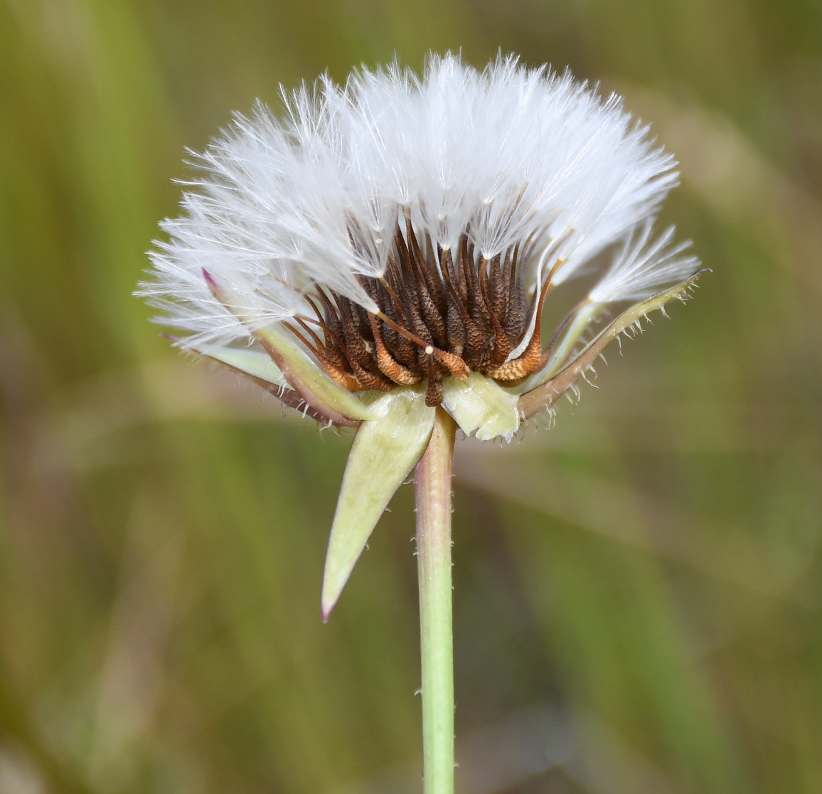 Image of Urospermum picroides specimen.