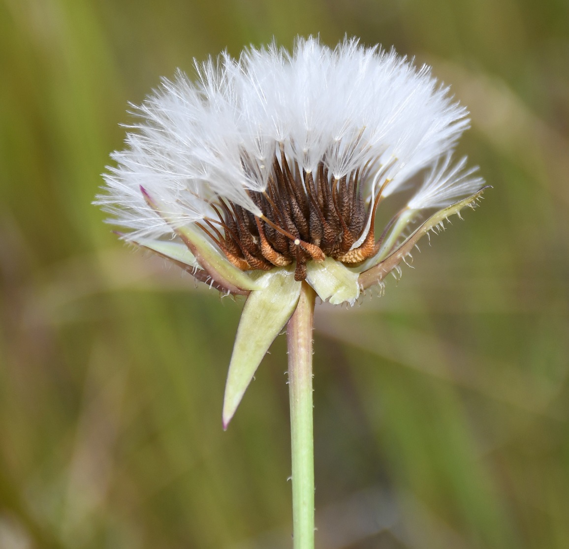 Изображение особи Urospermum picroides.