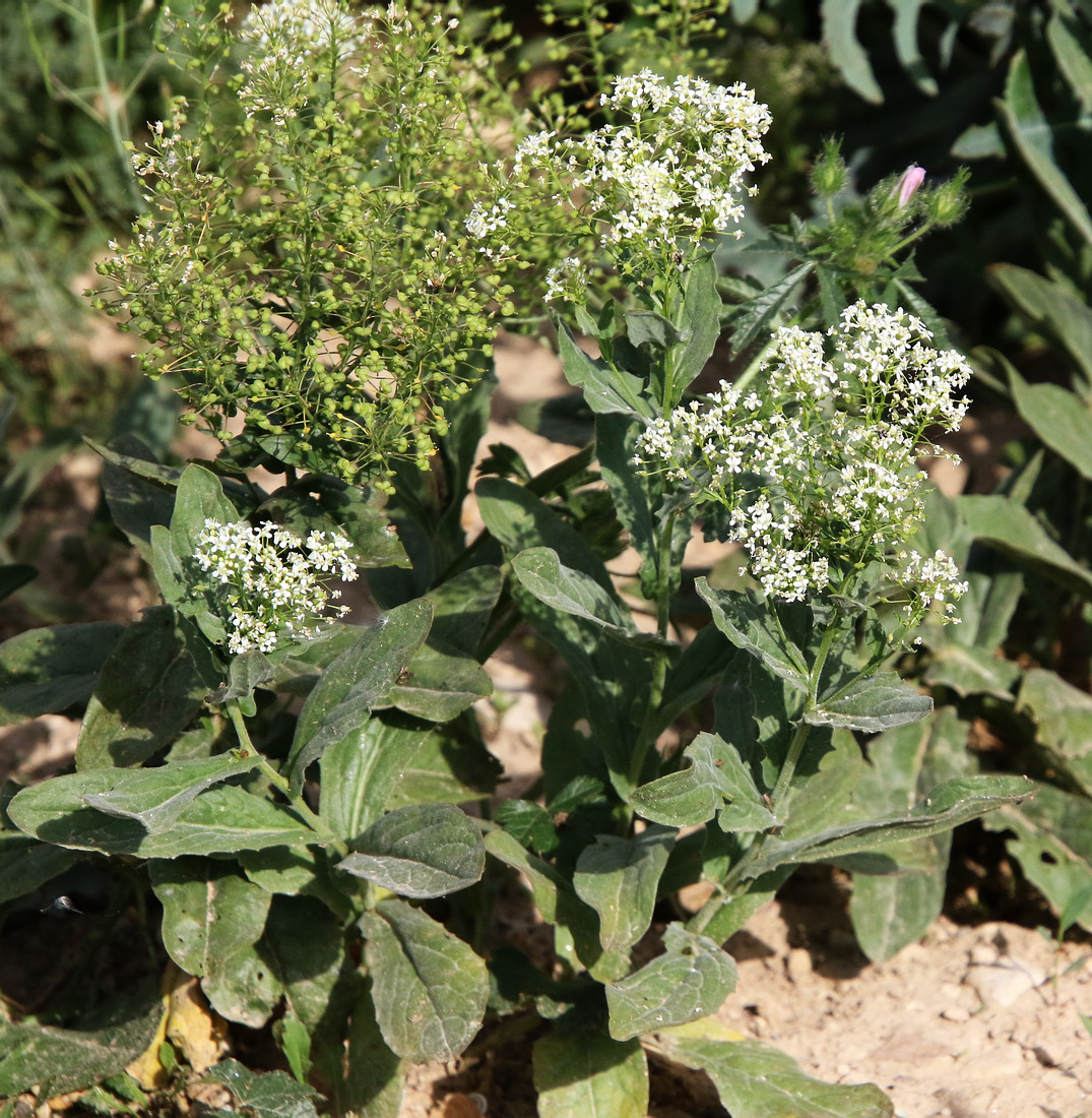 Image of Cardaria draba specimen.