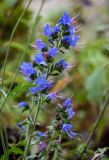 Echium vulgare. Соцветие. Чечня, Итум-Калинский р-н, Аргунское ущелье, подножие каменистого склона. 26.07.2022.