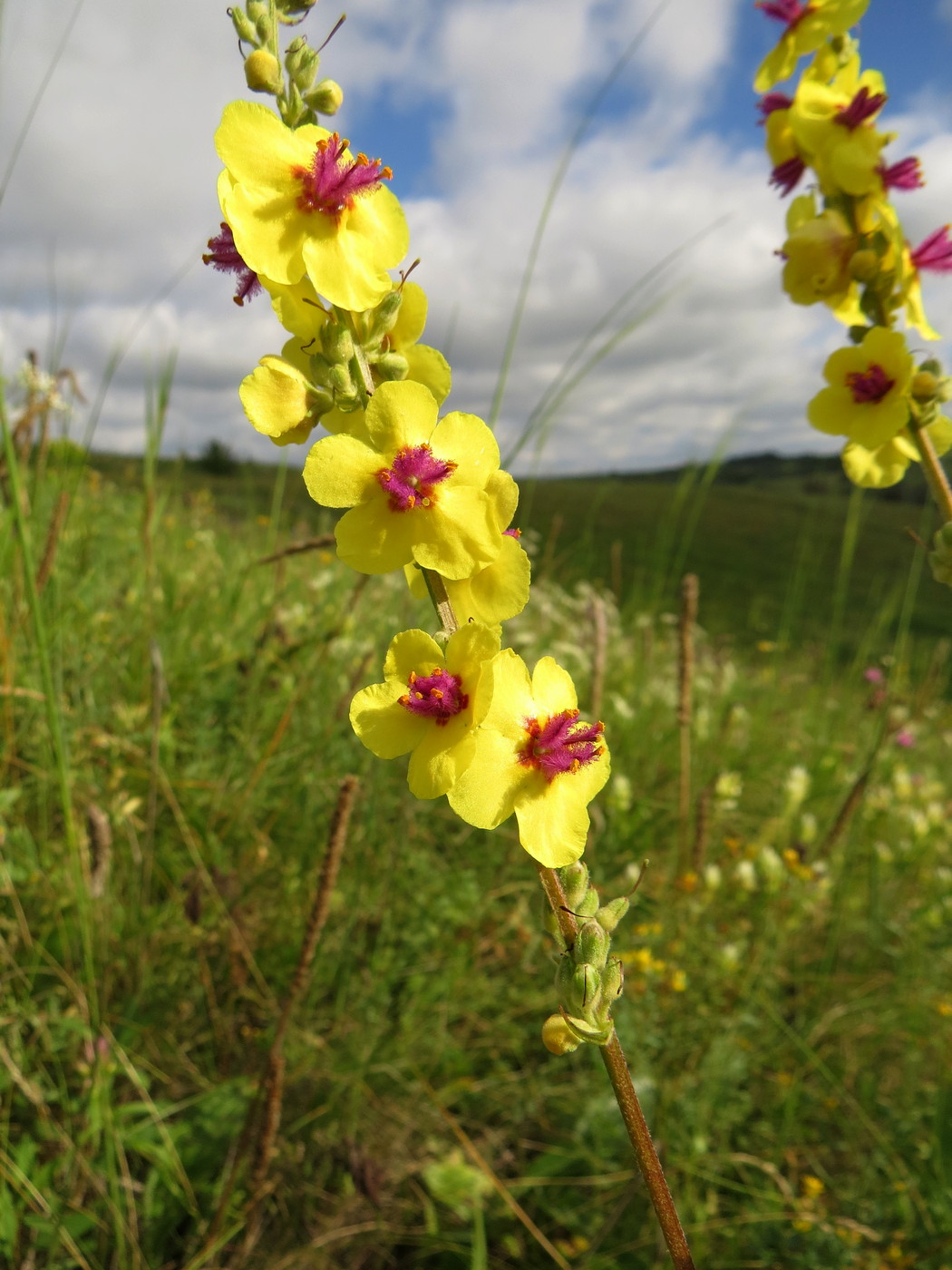Image of Verbascum marschallianum specimen.