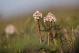 Valeriana tuberosa. Цветущие растения. Ростовская обл., Азовский р-н, окр хут. Лагутник, пойменный луг. 13.04.2020.