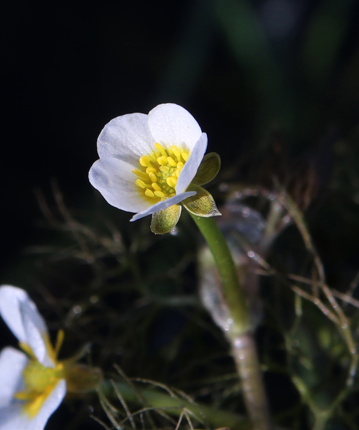 Image of Ranunculus confervoides specimen.