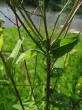 Lactuca sibirica