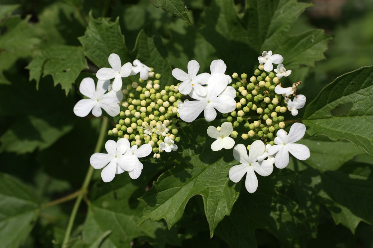 Image of Viburnum opulus specimen.