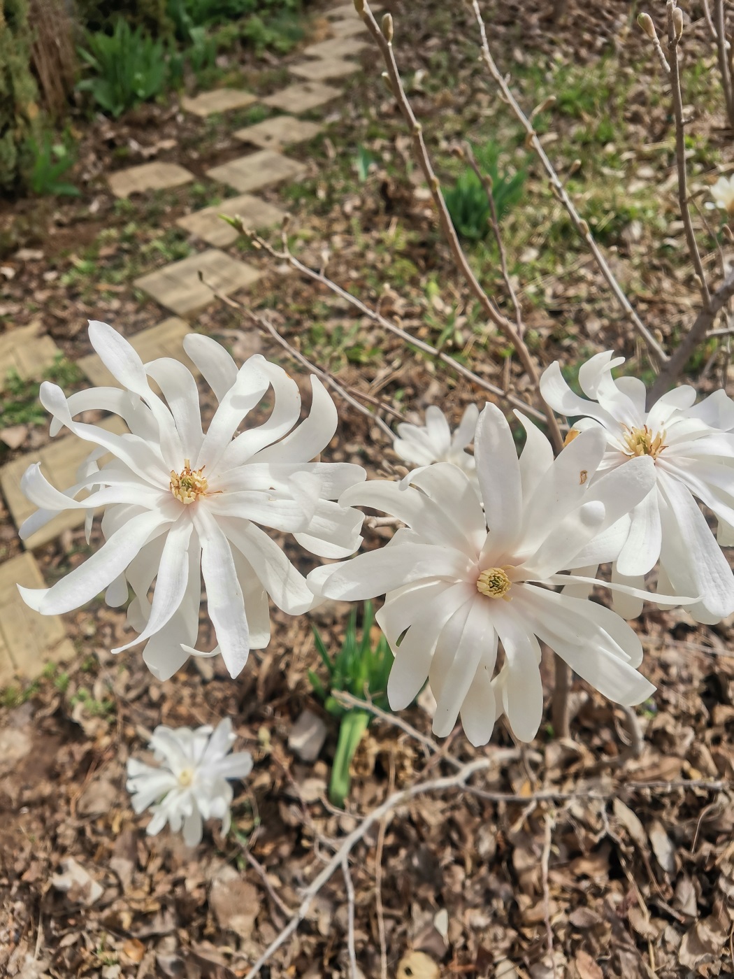 Image of Magnolia stellata specimen.