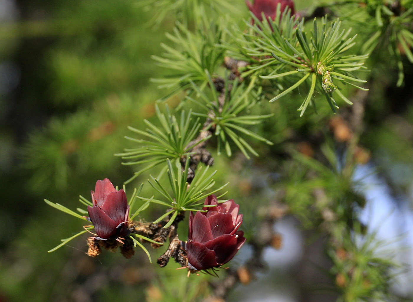 Image of genus Larix specimen.