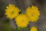 Tanacetum vulgare