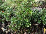 Arctostaphylos uva-ursi. Ветви. Ленинградская обл., г. Выборг, парк \"Папула\", поляна на горе. 08.10.2023.