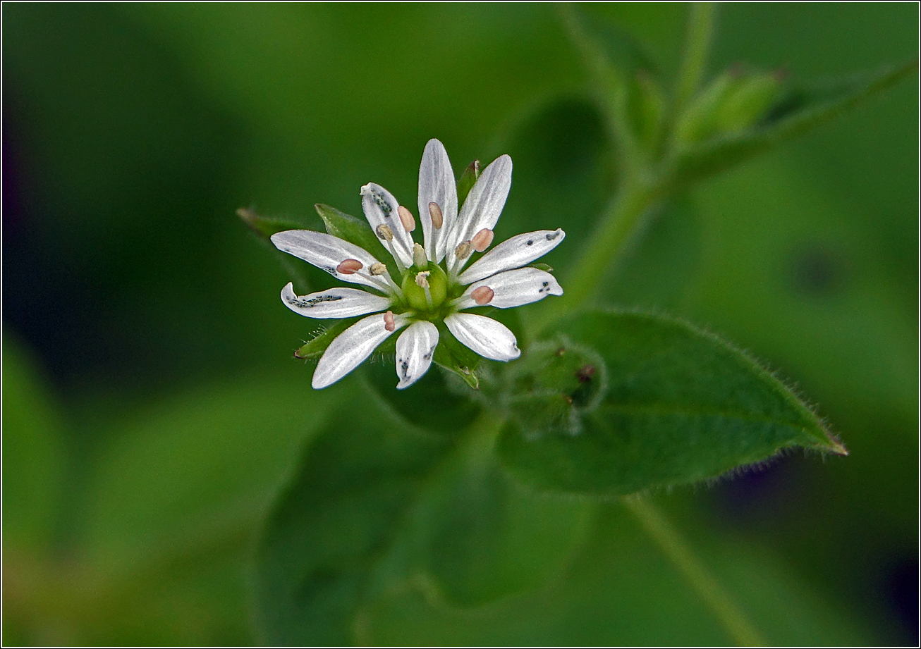 Изображение особи Myosoton aquaticum.