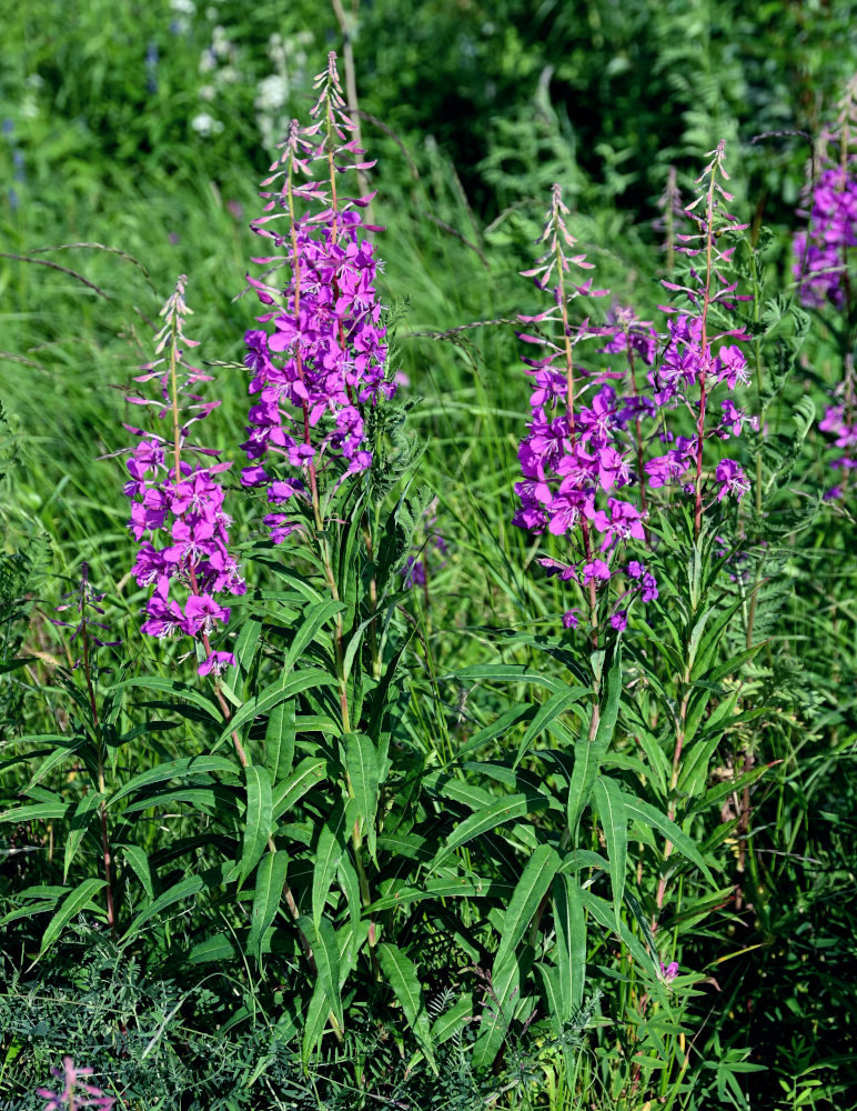 Image of Chamaenerion angustifolium specimen.