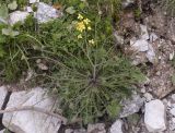 familia Brassicaceae. Зацветающее растение. Испания, Каталония, пров. Жирона, комарка Рипольес, муниципалитет Сеткасес, окр. курорта \"Вальтер 2000\", ≈2150 м н.у.м., долина р. Тер, склон южной экспозиции, эродированный участок луга. 29.05.2022.