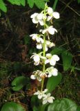 Pyrola rotundifolia