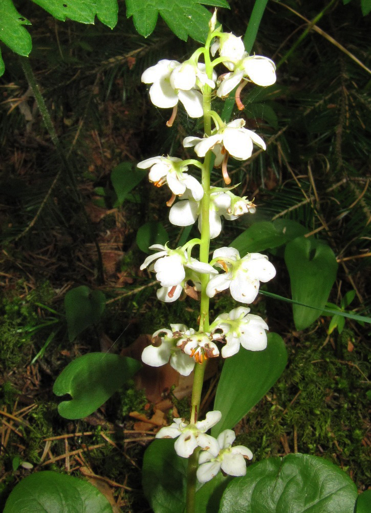 Изображение особи Pyrola rotundifolia.