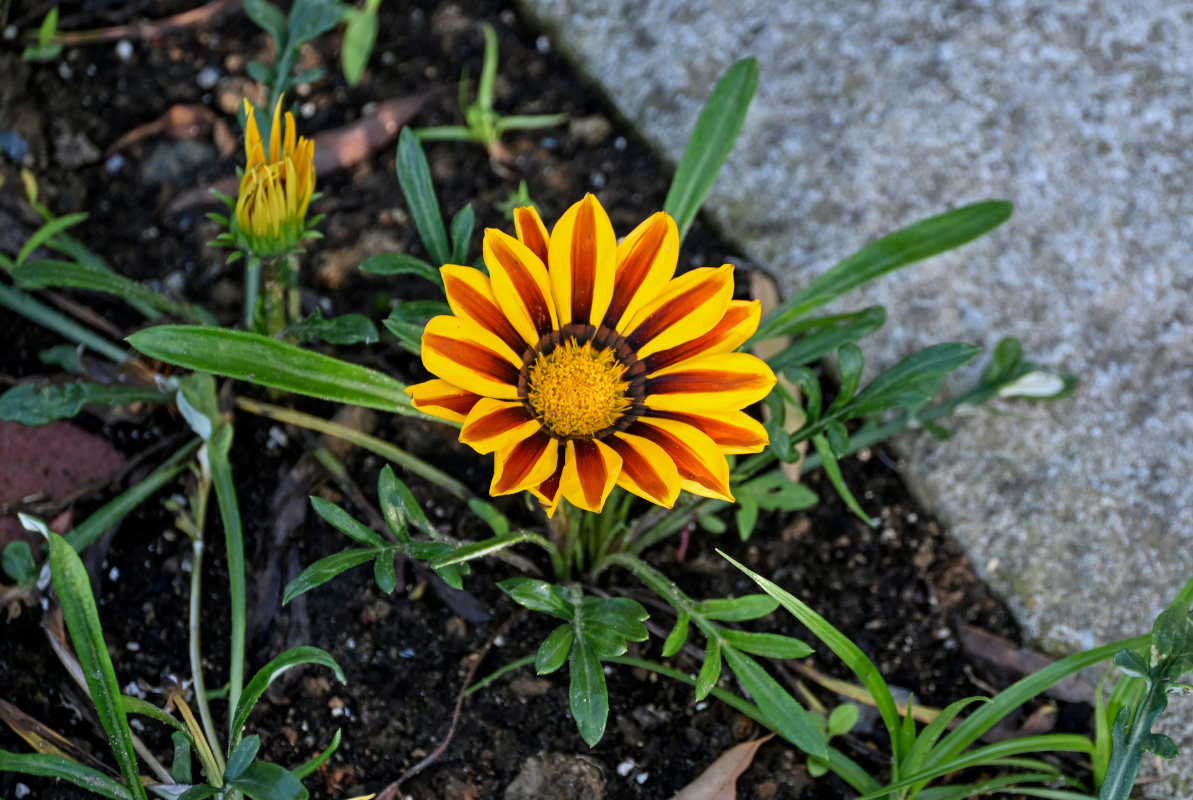 Изображение особи Gazania &times; hybrida.