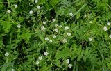 Cerastium nemorale